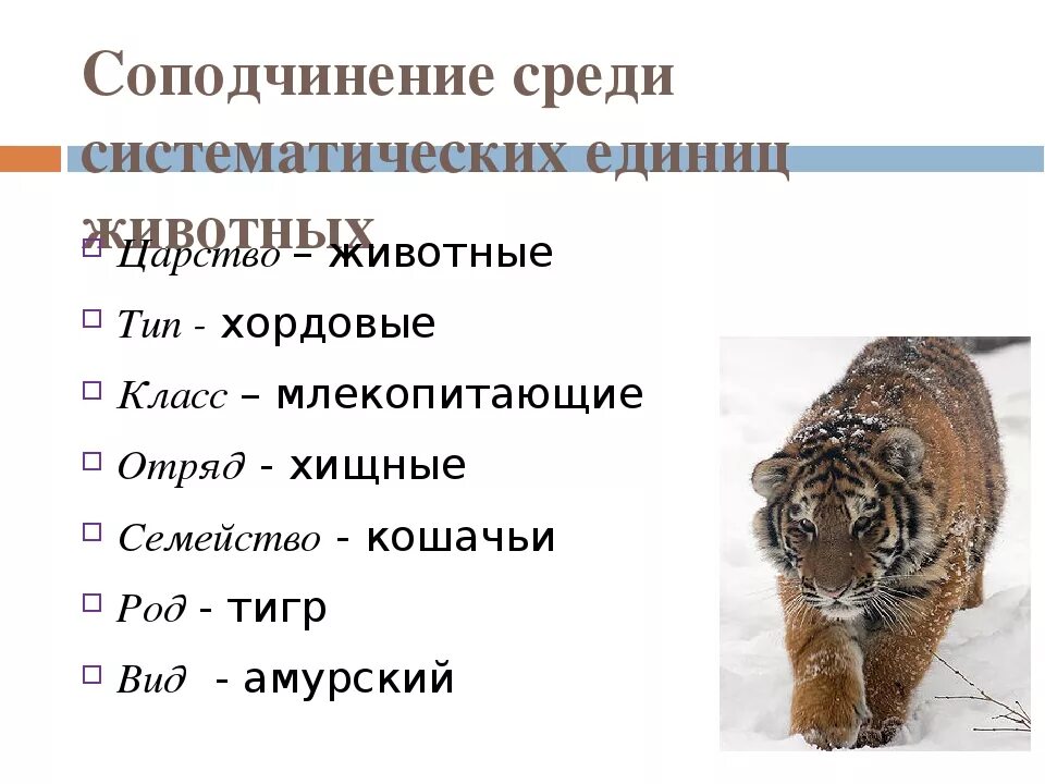 Таксоны животных позвоночные. Тигр классификация животного. Систематика любого животного. Классификация животных примеры. Класс род вит дивотные.
