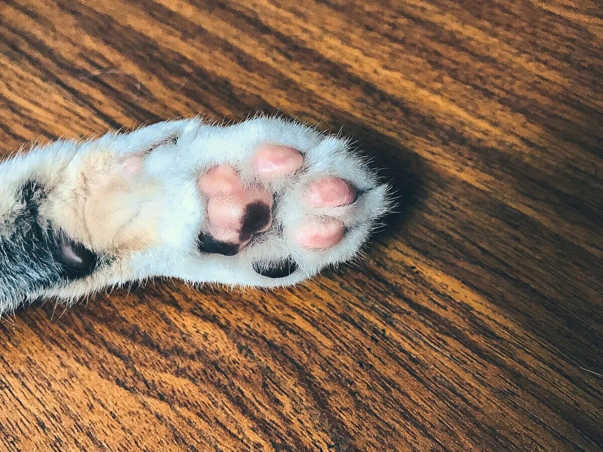 Что значит кот лапы. Кошачья лапа с когтями. лапка кота. лапа кота с когтями. кошачья лапка с коготками.