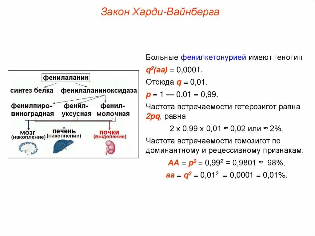 Частоты генов и генотипов. Задачи по популяционной генетике. Задачи по закону Харди-Вайнберга с решением. Генетическая структура популяции закон Харди-Вайнберга. Задачи на Харди Вайнберга с решением.