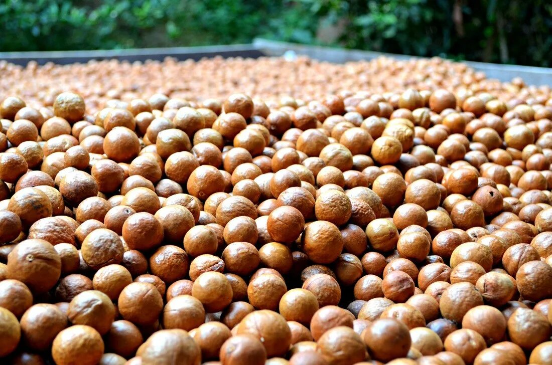 Как собирают орех макадамия. Макадамия дерево. Орехи макадамия растения австралии. Орешник макадамия. Мадагаскарский орех.