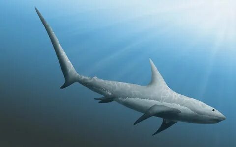 Thresher shark