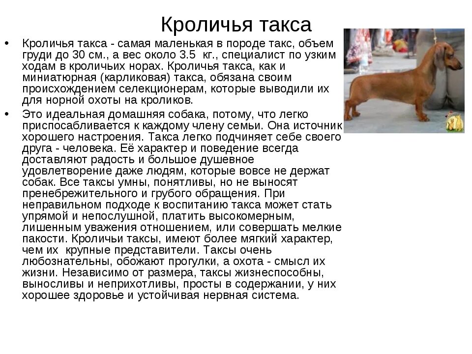 Сообщение о любой породе собак. Такса собака описание. такса рассказ о породе 2 класс. такса порода собак описание. такса собака характеристика породы.