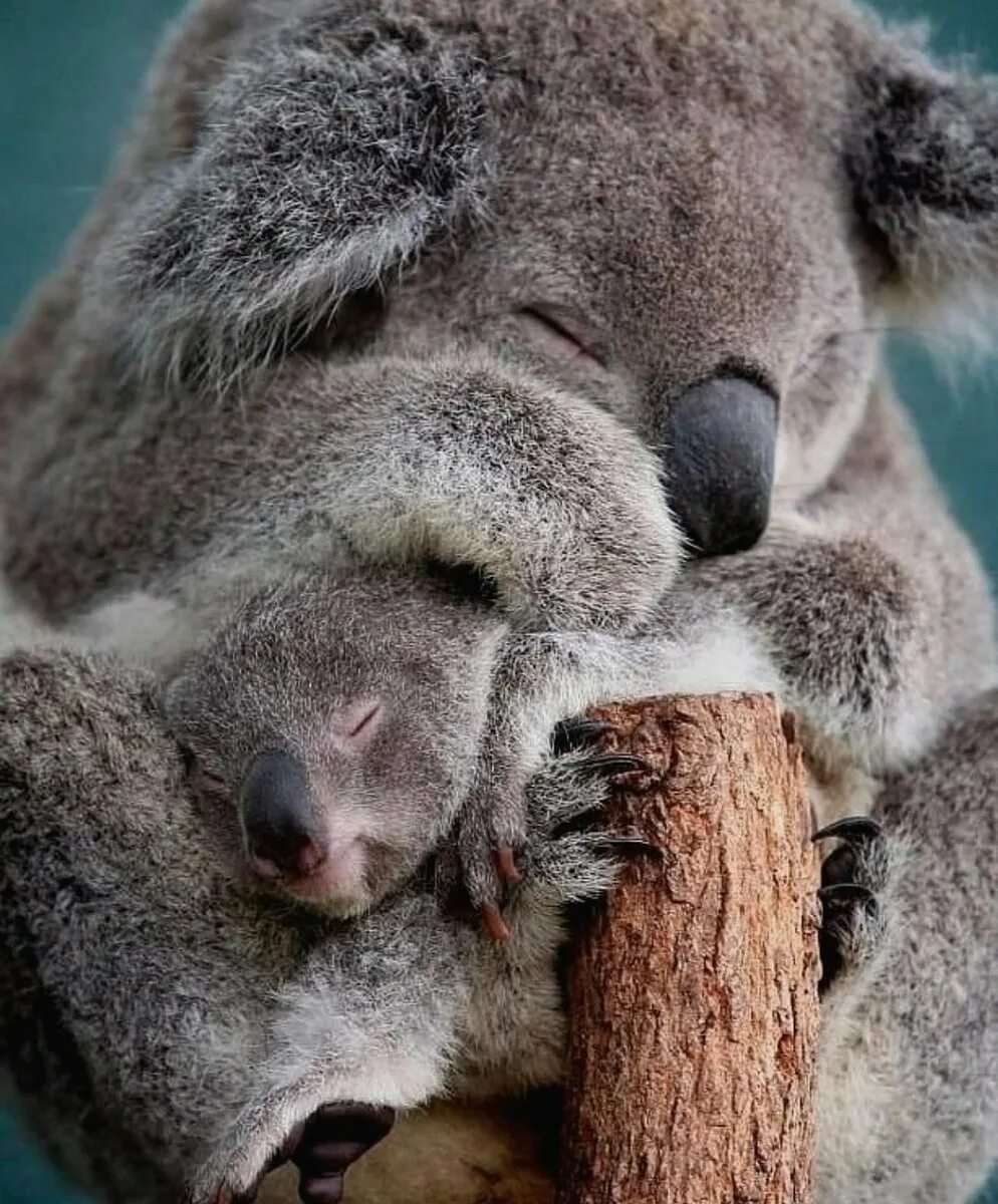 Коала мама. Коала. Коала с детенышем. Медвежонок коала.