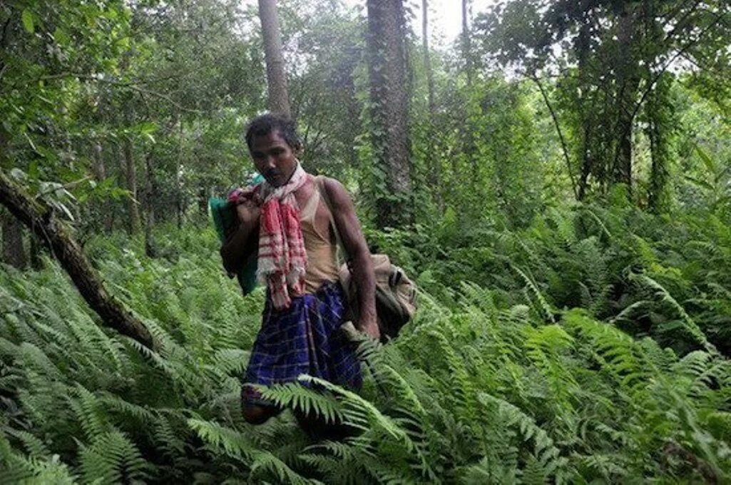 Посадка деревьев в лесу. Джадав пайенг (jadav payeng). Сажать деревья. Садить деревья. Посадка деревьев в пустыне.