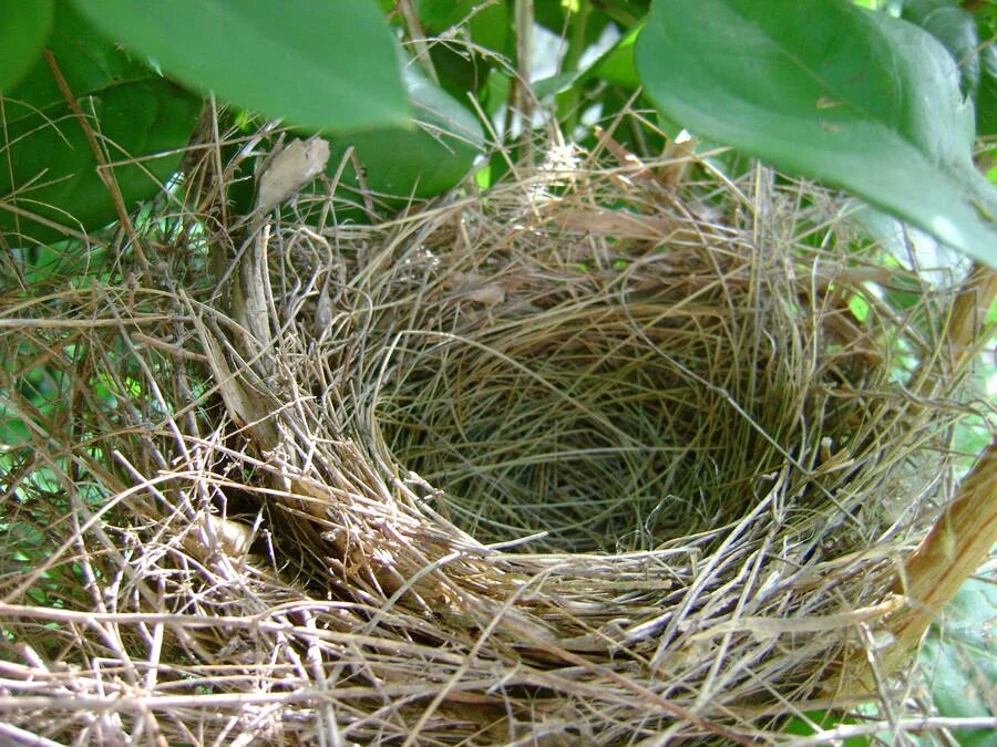 Empty nest