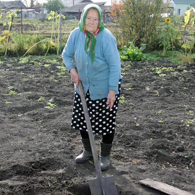 Копают картошку на даче. Бабушка в огороде. Бабушка в огороде. Бабушка копает картошку. Бабушка копает картошку.