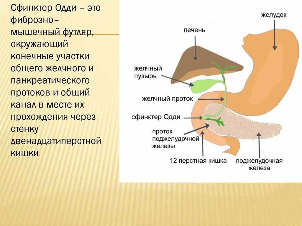 Желчный пузырь сфинктер Одди анатомия. Поджелудочная железа желчный пузырь анатомия. Протоки желчного пузыря сфинктеры. Сфинктер Одди анатомия человека. Сфинктер расположение
