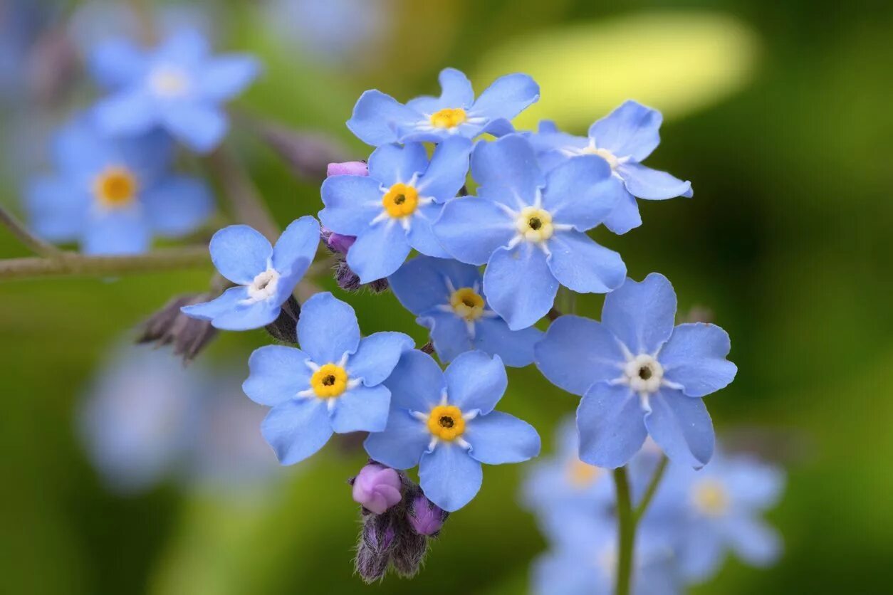 Незабудка виды. Незабудка Лесная Myosotis sylvatica. Миосотис Незабудка. Незабудка Песчаная. Незабудка Лесная Форгетминот.