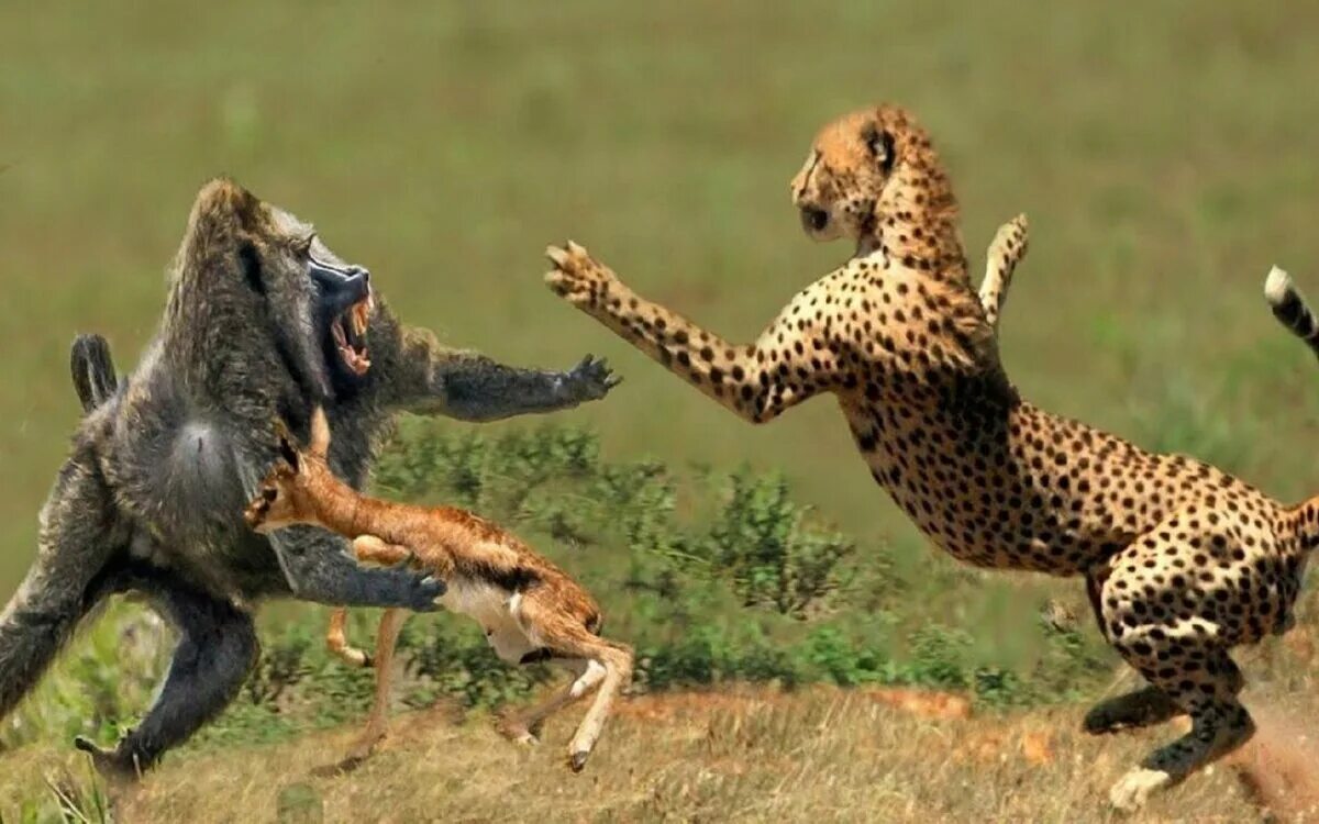 Поведение животных. Павианы против леопарда. Гепард атакует. Необычное поведение животных.