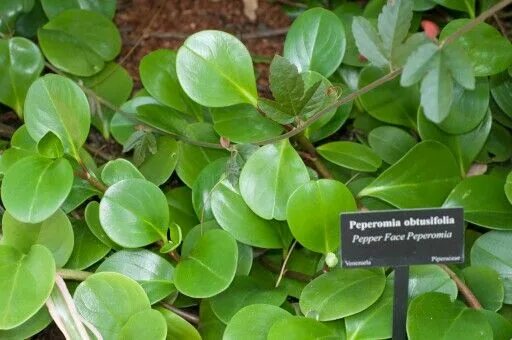 Пеперомия лазящая (Peperomia prostrata): фотографии из жизни растений Мир вокруг