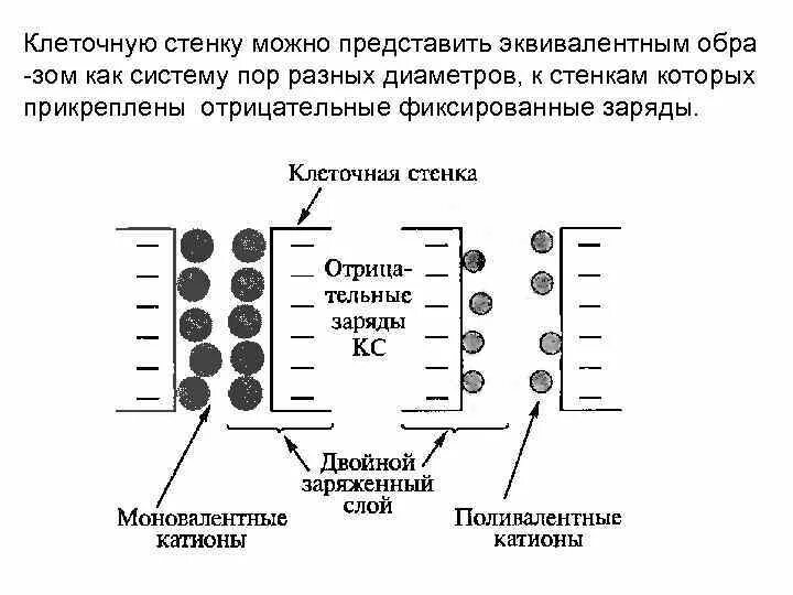 Минеральное питание клеток. Полярность заряда клеточной стенки.