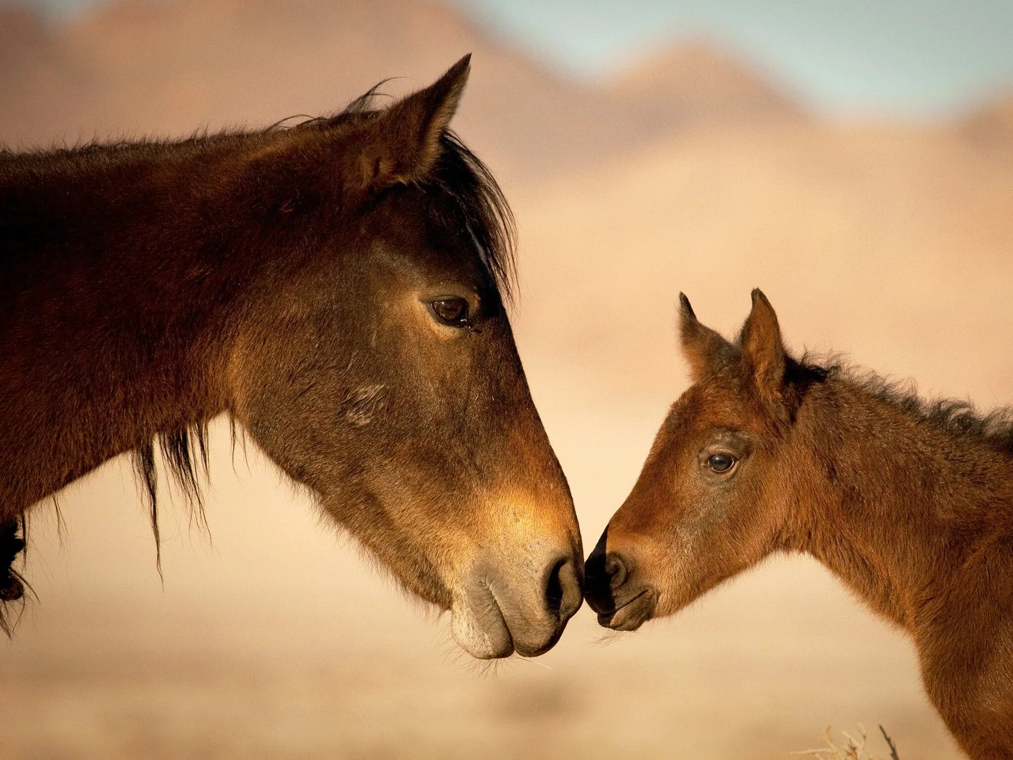 0 horses. Лошадь с жеребенком. Мама лошадь. Лошадь с жеребенком Кыргызстана. Лошадь с жеребенком фото.