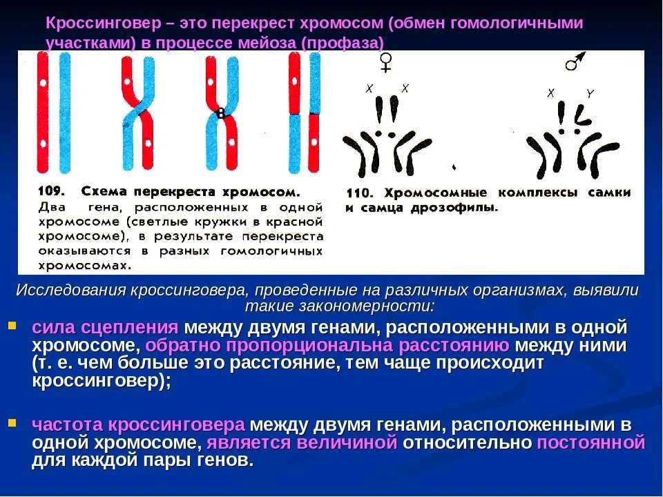 Кроссинговер. Кроссинговер хромосом. Кроссинговер это кратко. Типы хромосом в кариотипе человека. Изменение формы хромосом