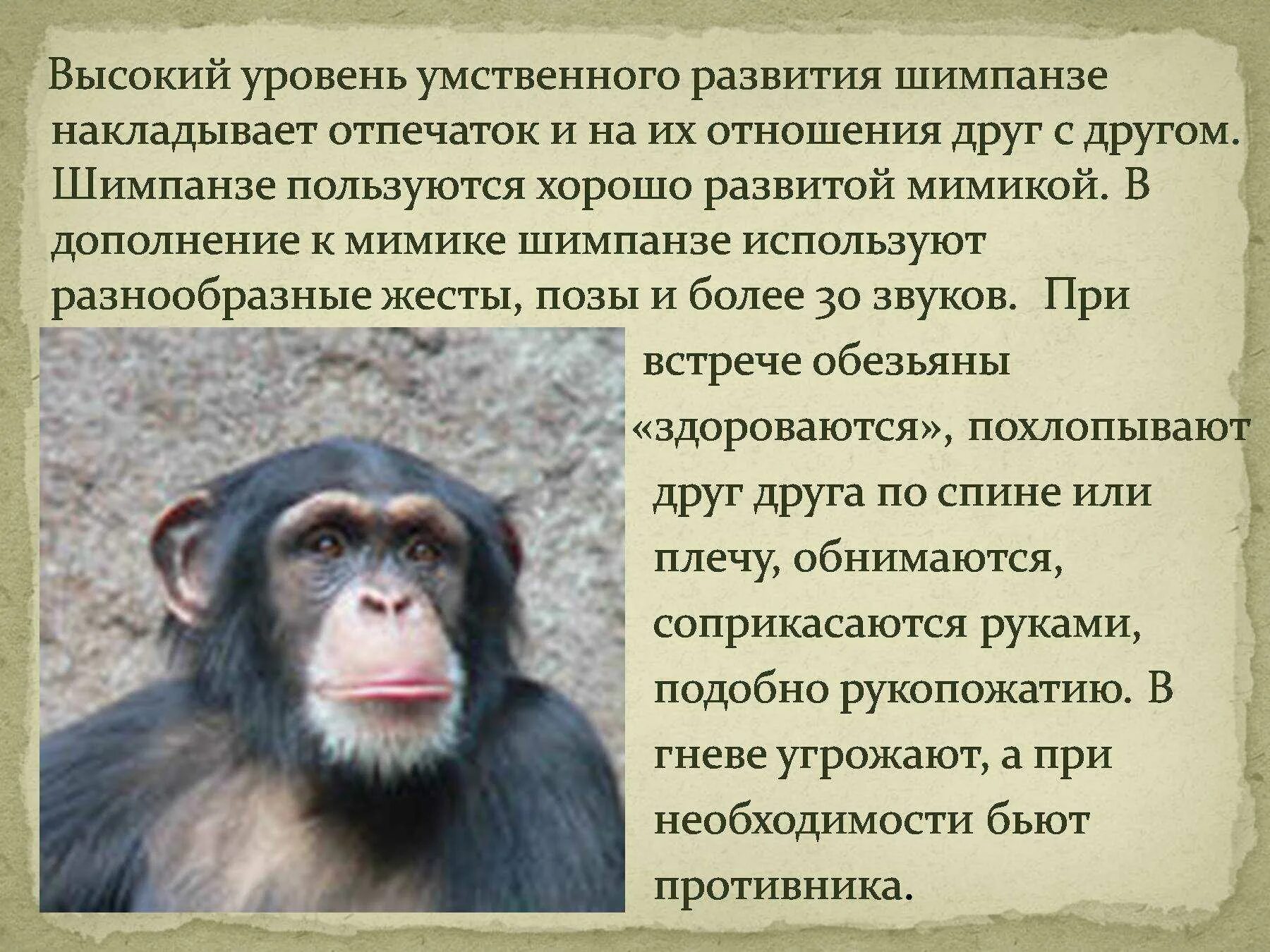 Интересные факты про обезьян. Интересные факты о шимпанзе. Описание обезьяны. Статью об обезьянах. Какие слова помогают представить обезьянку