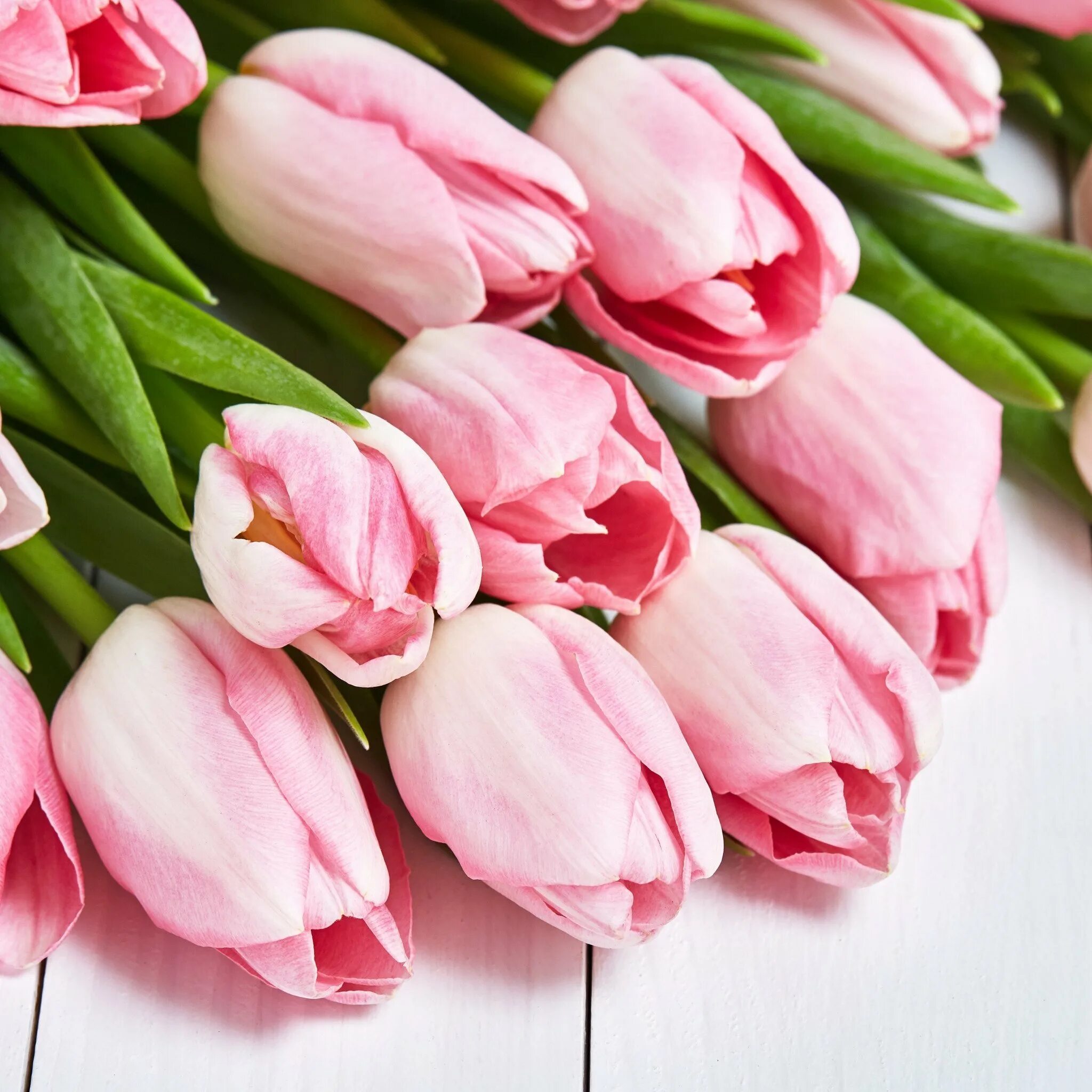 Покажи цветы тюльпаны. Пионовидный тюльпан. Пионовидные тюльпаны. Розовые тюльпаны.