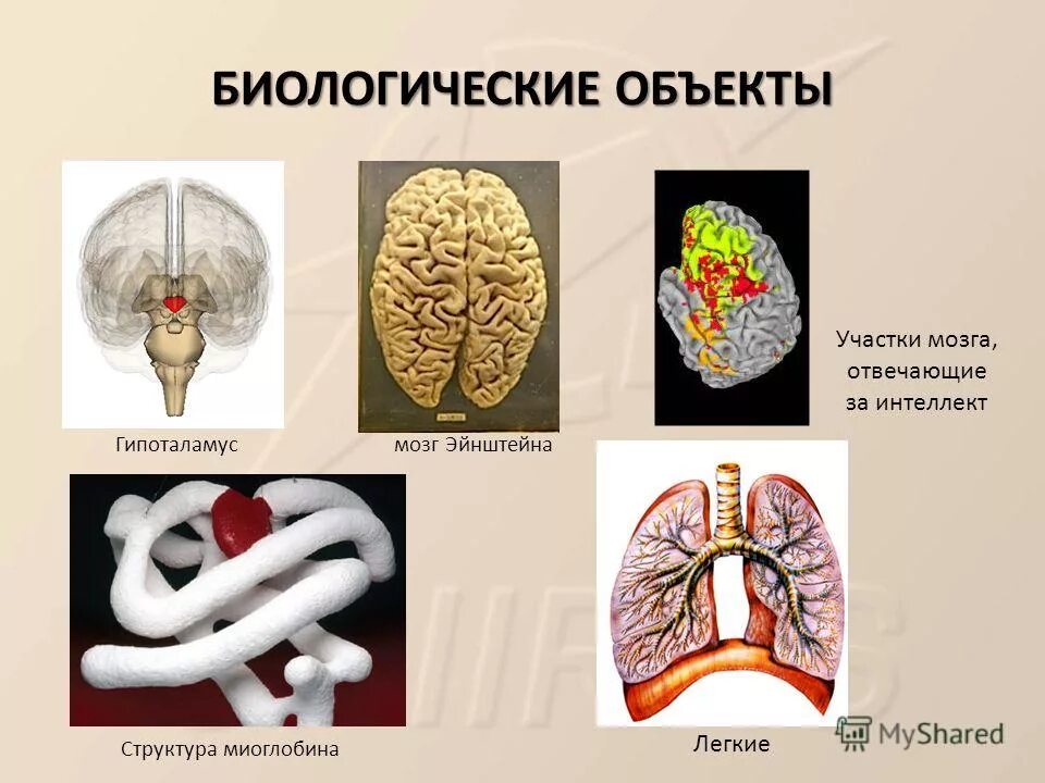 исследования в биотехнологии. биологические объекты примеры. создание биологических объектов. экологическая биотехнология. биотехнология это в биологии.