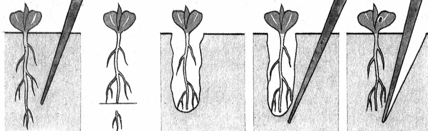 Пикировка корня биология. Пикировка корня растения. Пикировка рассады корневая система. Пикировка томатов прищипывание корня. Этапы агротехнического приема