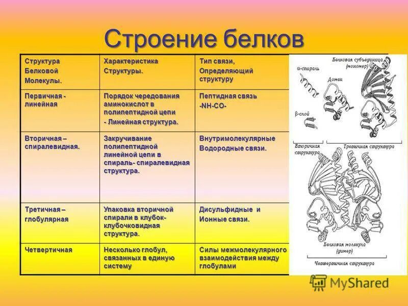 Все структуры белка и их описание. Таблица структура белка и особенности. структура белка характеристика таблица. строение белков. структура белков таблица.