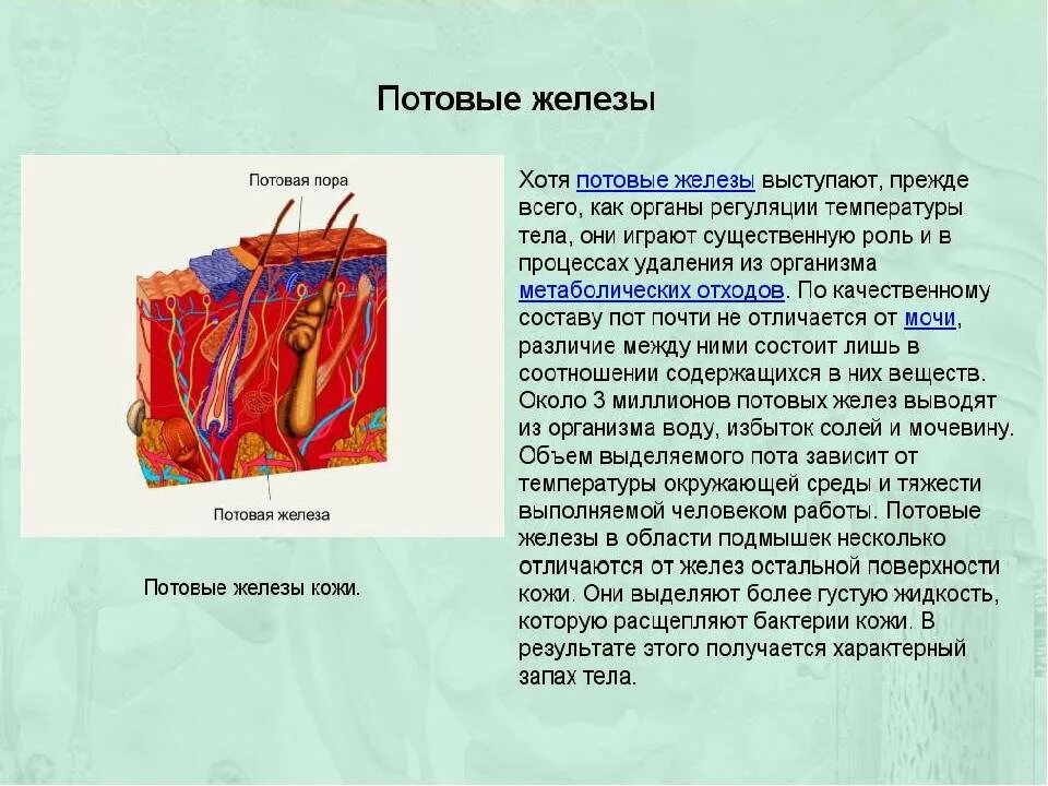 Потовые железы строение и функции. Что выделяют потовые железы. строение и функции потовых желез. потовые железы у человека расположены.