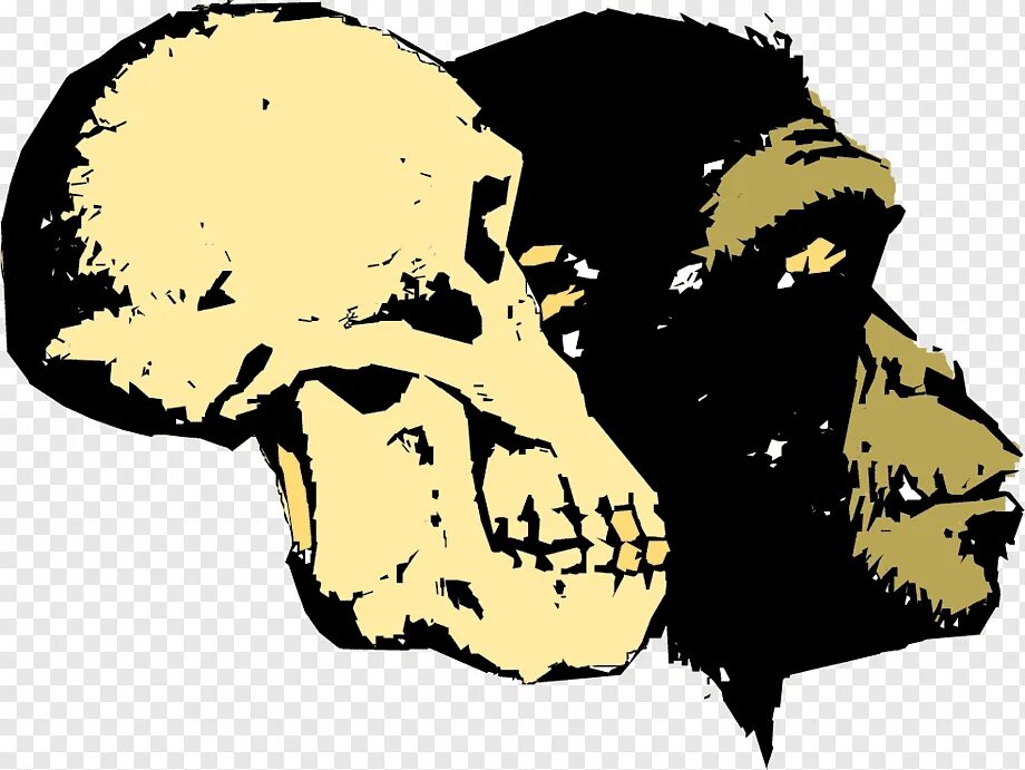 Мозг гориллы и человека. Череп австралопитека в профиль. Эволюция черепа человека. Черепа от обезьяны до человека. Эволюция черепов человека.