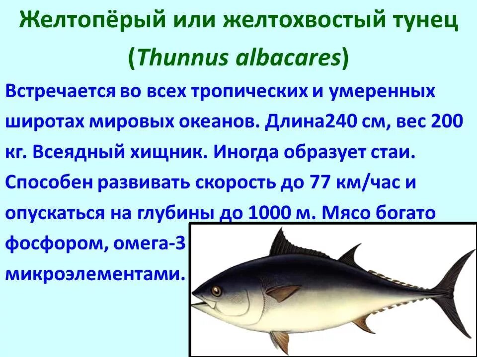 Промысловые рыбы презентация. Слайд промысловой рыбы. Промысловые рыбы и их охрана. Доклад на тему промысловые рыбы. Группы рыб и их значение