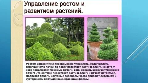 Как можно управлять ростом растений