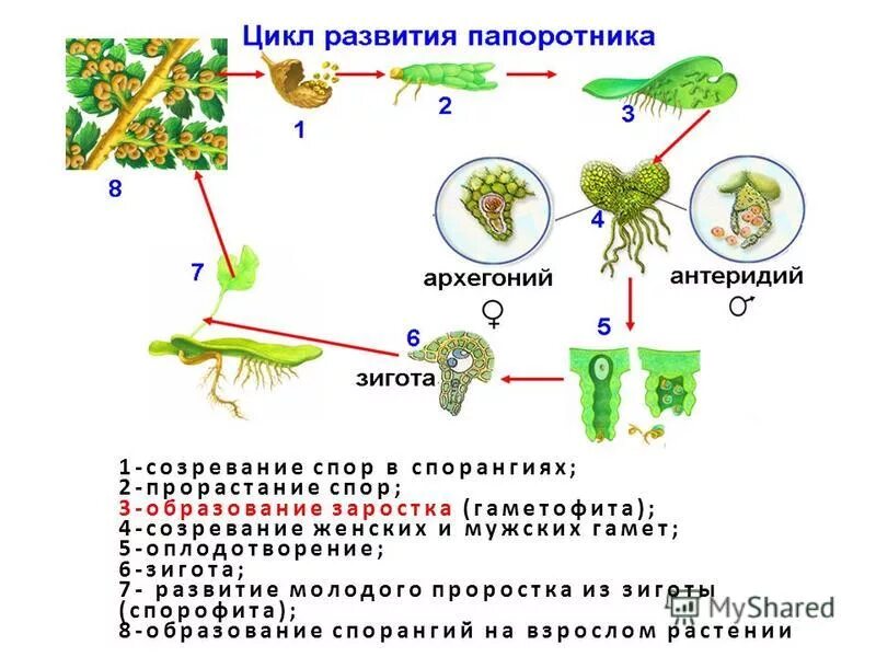 папоротник жизненный цикл папоротника. этапы жизненного цикла папоротника. жизненный цикл размножения папоротника. заросток орляка. жизненный цикл папоротника егэ биология.