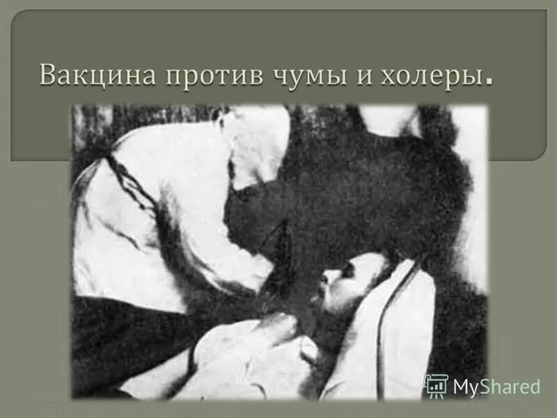 вакцина от чумы. кс вакцина для свиней. вакцина от чумки для собак. вакцина от чумы. первая вакцина против чумы.