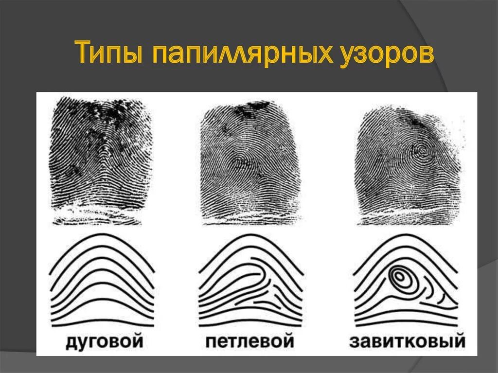 Узоры пальцев в криминалистике. Петлевой папиллярный узор криминалистика. Петлевой тип папиллярных узоров. Папиллярные узоры криминалистика. Дактилоскопия дуги петли завитки.