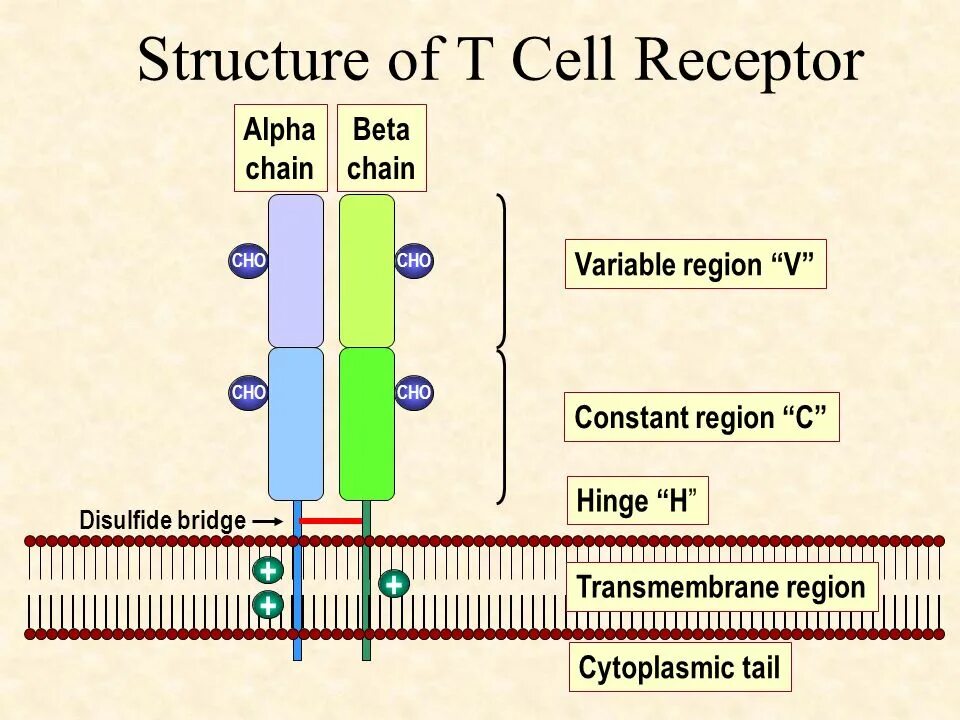 T cell receptor. Tcr t cell receptor. т-клеточный рецептор tcr t-cell receptor. tcr bcr receptors. tcr structure.