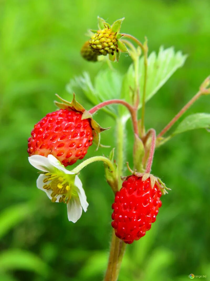 Покажи ягодки. Розоцветные земляника Лесная. Земляника Fragaria. Земляника Лесная прямостоячие. Лесная земляника Полуница.