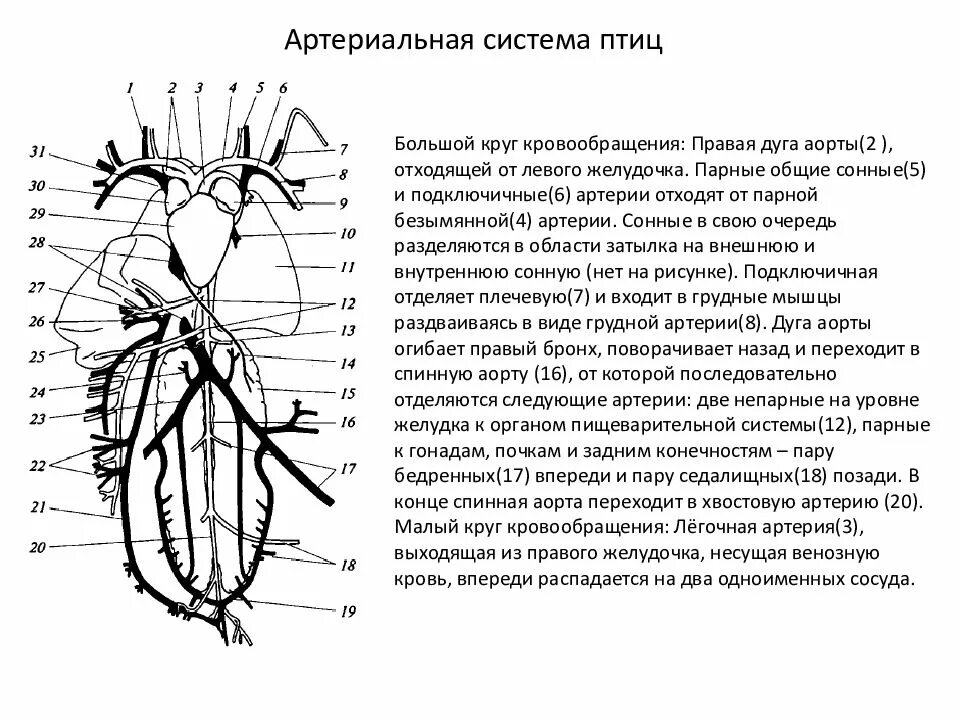 Кровообращение конечностей птиц. Схема кровеносной системы птицы артериальная система. Кровеносная система птицы артериальная. Кровеносная система птиц схема. Схема кровеносной системы птицы схема.