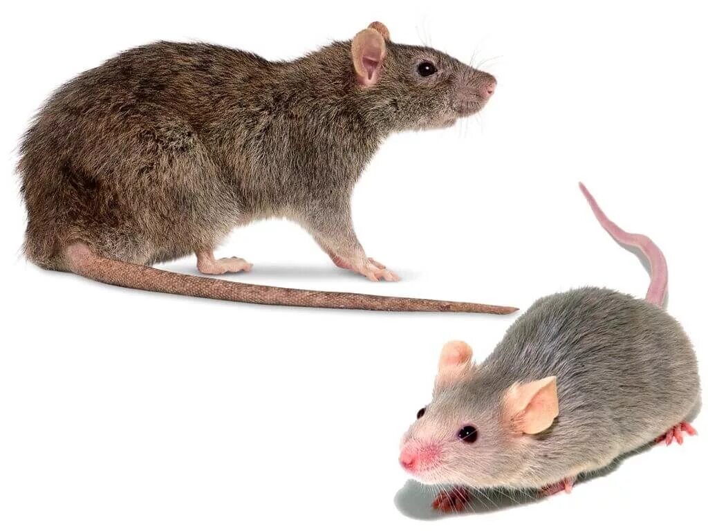 Крыса и мышь отличия. От крыс и мышей. Мышь и крыса разница. Отличие мыши от крысы. Как отличить мышь