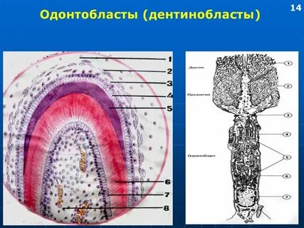 Одонтобласты пульпы