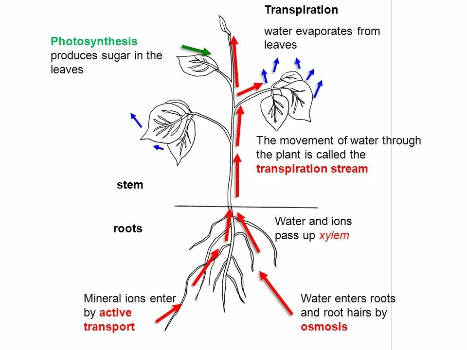 Leaves were calling me. Water Movement through Plants. Фотосинтез. Plant Water Movement. Plants transporting Water.