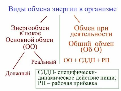 Уровни метаболизма организма
