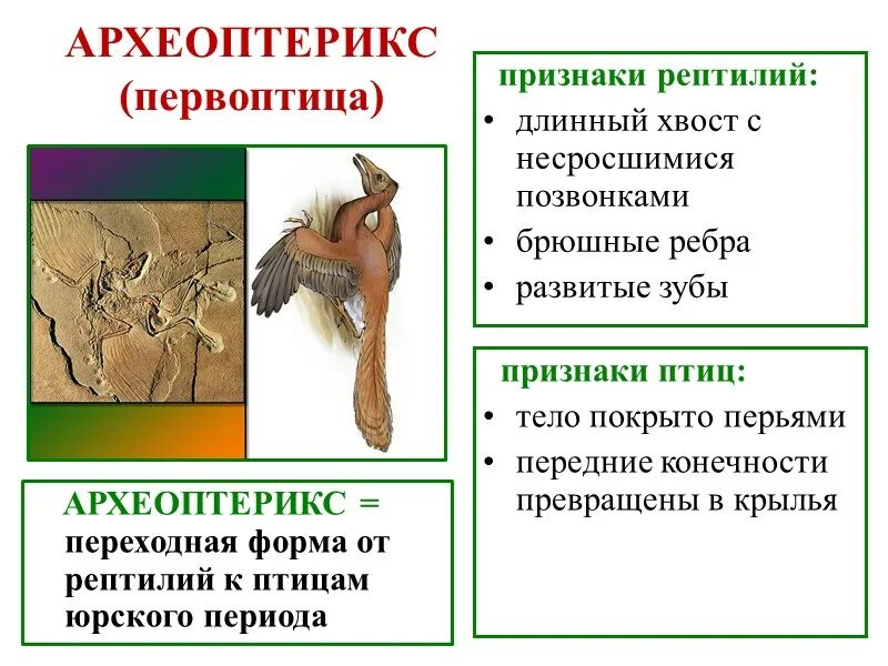 Признаки рептилий и птиц. Палеонтологические доказательства микроэволюции. Доказательства эволюции животных. Доказательства процессов макроэволюции.