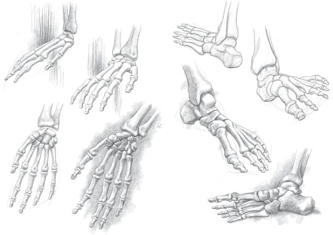 Кисть руки. Кисть руки анатомия. Скелет руки анатомия. Анатомические зарисовки кисти.