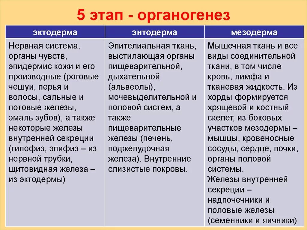 Эндодерма эктодерма и мезодерма. Что развивается из эктодермы энтодермы и мезодермы таблица. Органогенез эктодерма мезодерма энтодерма. Что образуется из эктодермы энтодермы мезодермы.