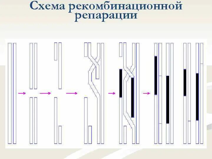 Рекомбинационная репарация. Рекомбинационная репарация схема. Пострепликативная (рекомбинантная) репарация. Репарация двунитевых разрывов ДНК. Особенности рекомбинационной репарации.