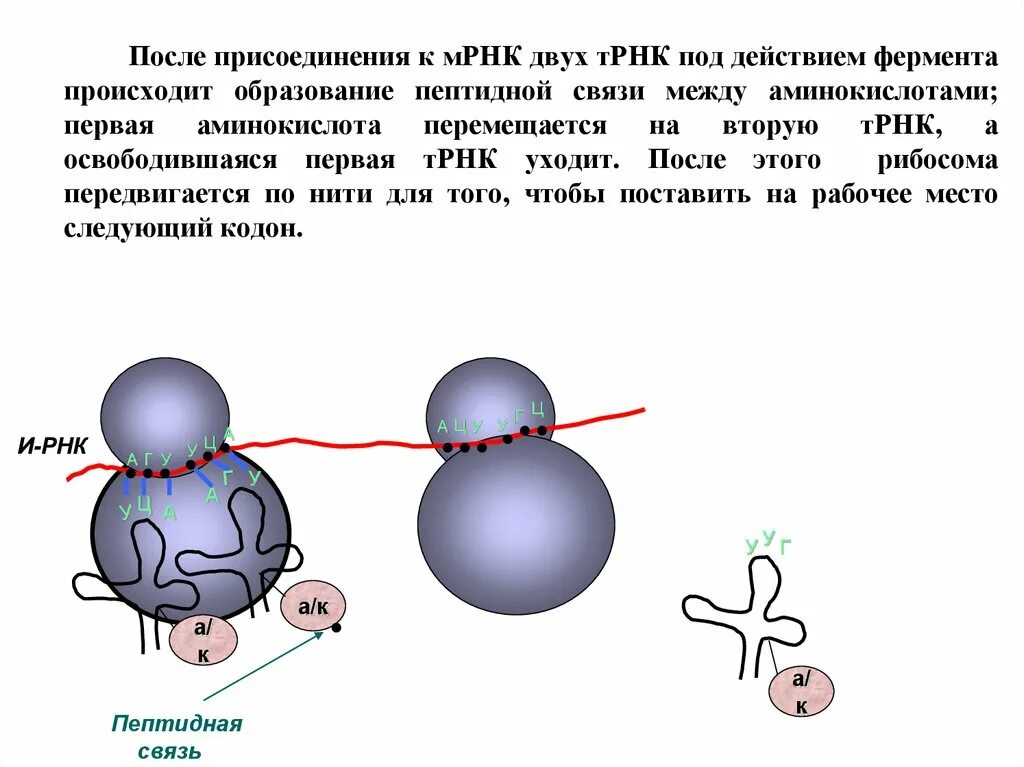 Взаимосвязь ядра и рибосом. Строение рибосомы. Рибосомы рисунок. Рибосома на МРНК. Рибосома без подписей.