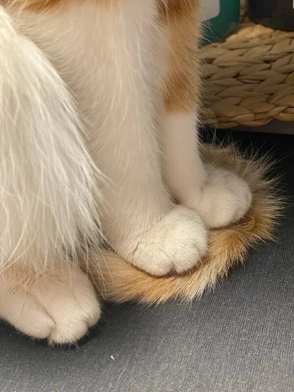 друзья кота коржика