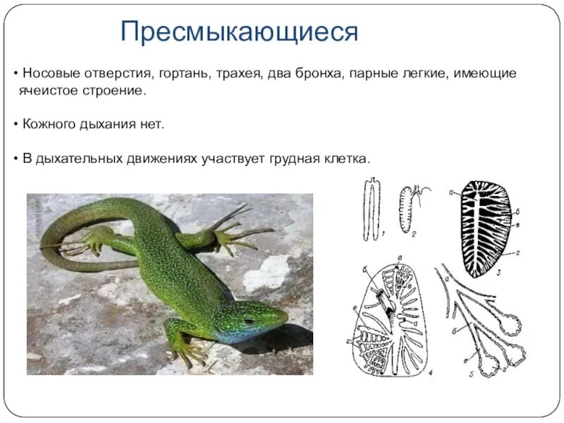 Ячеистые легкие особенности