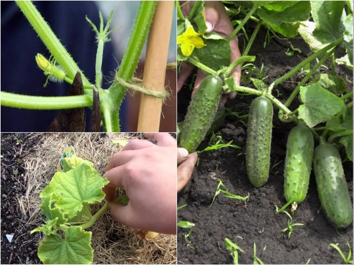 Шпалерная подвязка огурцов. Солёные огурцы. Схема формирования огурцов в теплице схема. Огурцы для начинающих. Огурец «ажур f1».