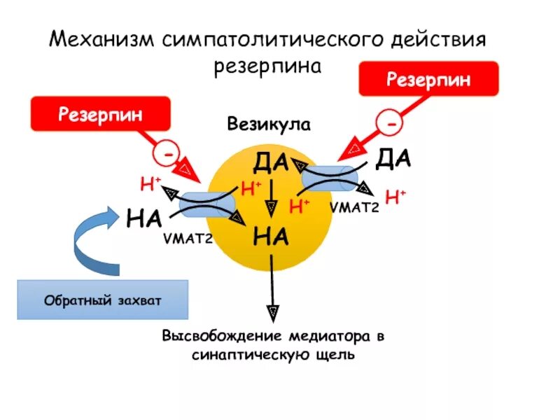 Резерпин механизм гипотензивного действия. Симпатолитики механизм действия фармакология. Резерпин механизм действия. Механизм действия резерпина симпатолитики. Обратный захват медиатора