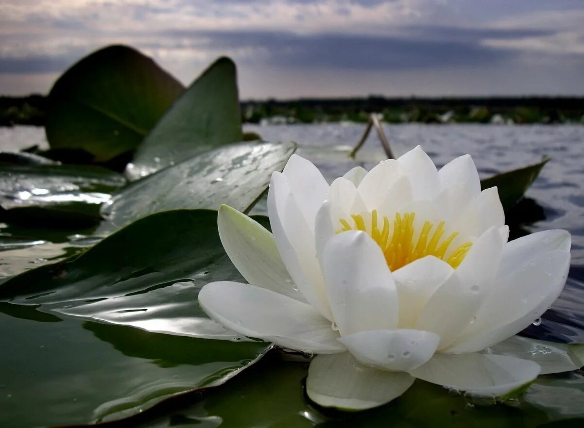нимфея болотная. белые болотные цветы. кувшинки рогоз. калла белокрыльник болотный. болотная болотная лилия.