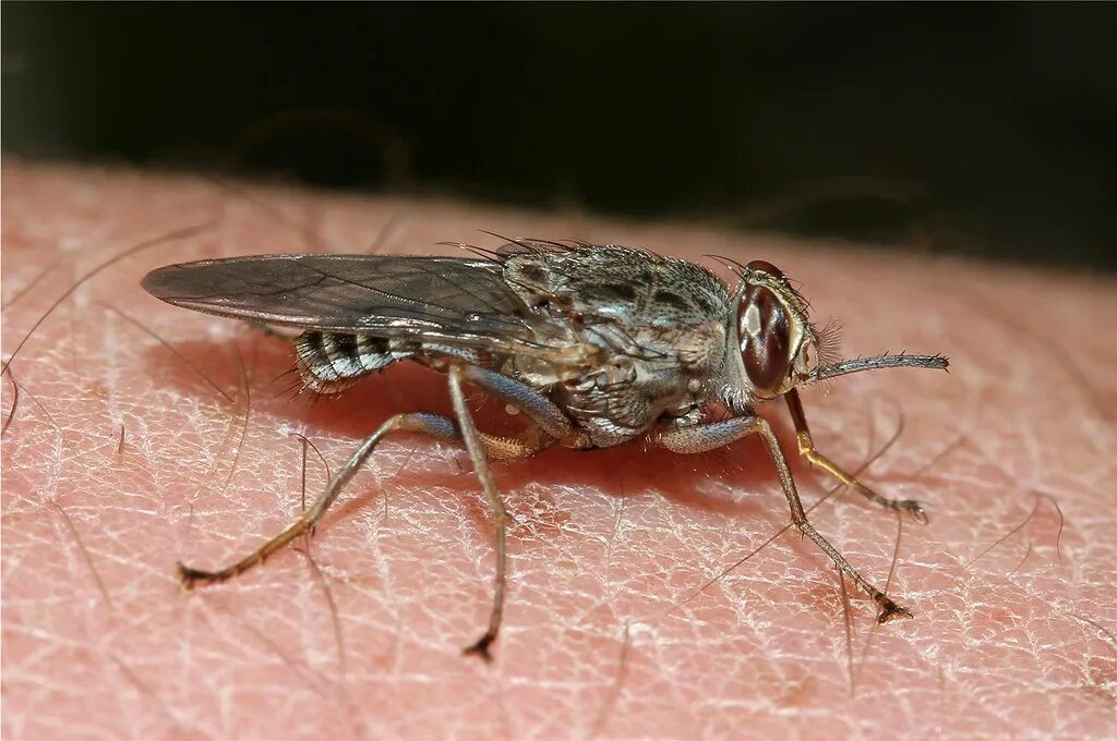 Tsetse fly. Двукрылые насекомые. Строение овечьей кровососки.