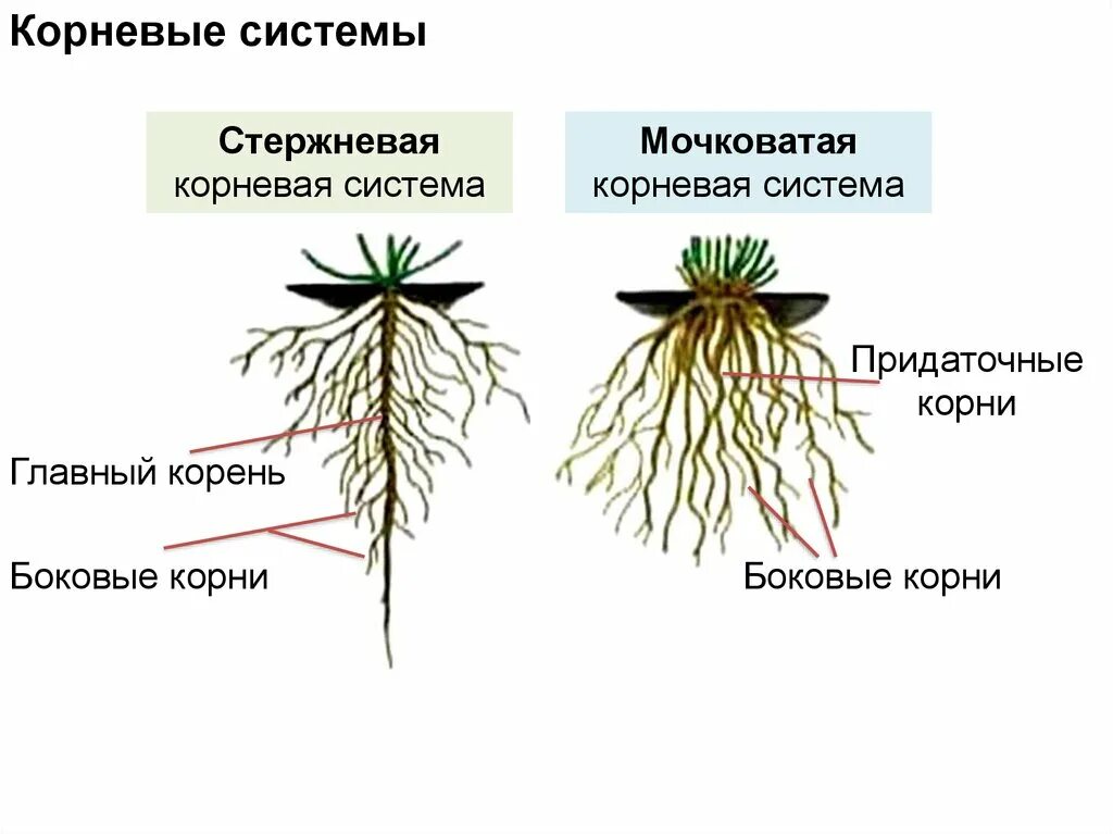 Корень ое корень. Строение мочковатой корневой. Типы корневых систем стержневая и мочковатая. Строение стержневой и мочковатой корневых систем. Мочковатая корневая система.