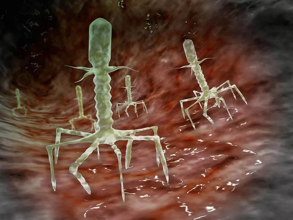 Летающие бактерии. Бактерии и вирусы под микроскопом. Бактерия с ножками.