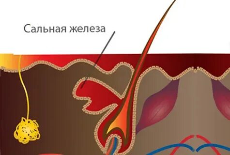 Сальный секрет